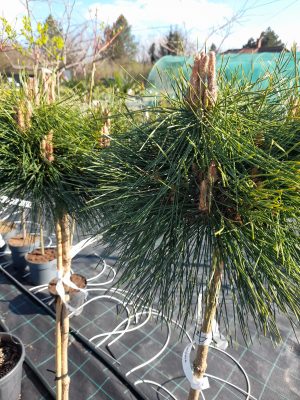 Pinus strobus 'Brevifolia'/ Törzses japán törpefenyő - Image 3
