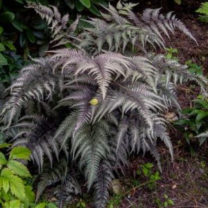 Athyrium niponicum var. pictum 'Burgundy Lace'/ Japán hölgypáfrány