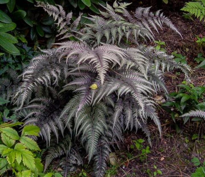 Athyrium niponicum var. pictum 'Burgundy Lace'/ Japán hölgypáfrány