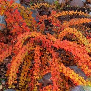 Berberis thunbergii 'Green Carpet'/ Zöld levelű terülő borbolya