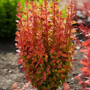 Berberis thunbergii 'Orange Rocket'/ Narancspiros levelű oszlopos borbolya