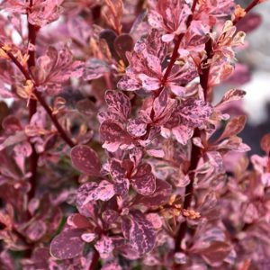 Berberis thunbergii 'Rose Glow'/ Tarkalevelű borbolya