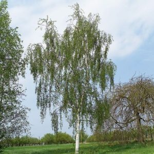 Betula pendula/ Nyírfa
