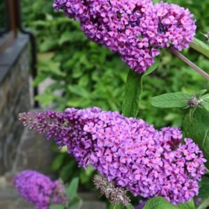 Buddleja davidii 'Nanho Blue'/ Illatos nyáriorgona