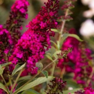 Buddleja davidii 'Royal Red'/ Nyáriorgona, bíbor