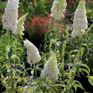 Buddleja davidii 'Nanho White'/ Illatos nyáriorgona