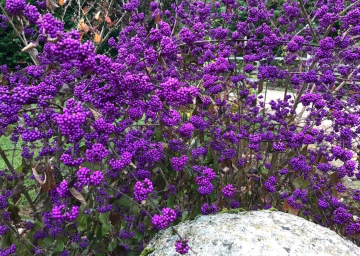 Callicarpa x bodinierii 'Profusion'/ Kínai lilabogyó - Image 2