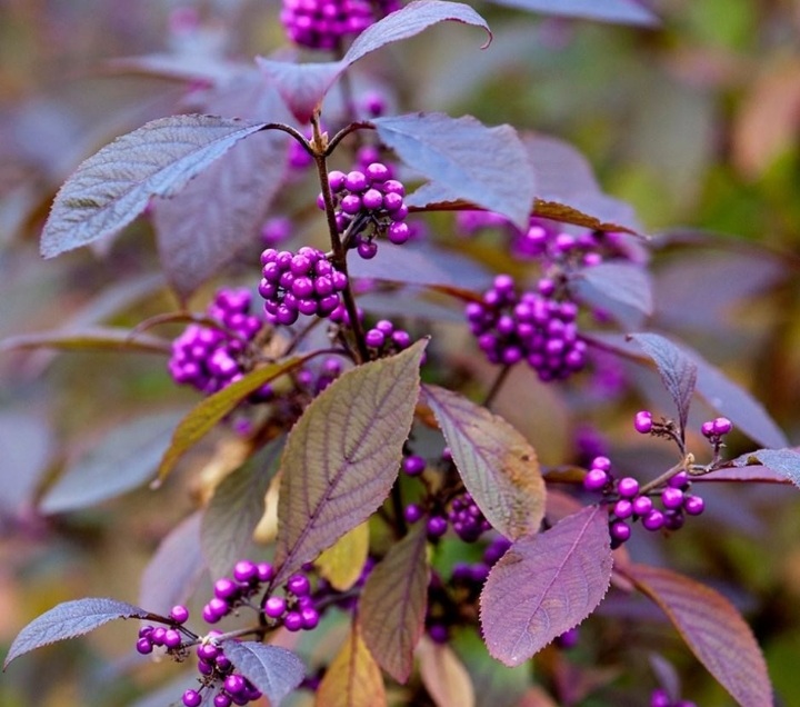 Callicarpa x bodinierii 'Profusion'/ Kínai lilabogyó