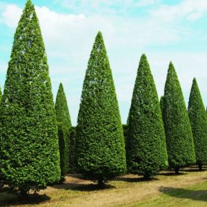 Carpinus betulus 'Fastigiata'/ Oszlopos gyertyán