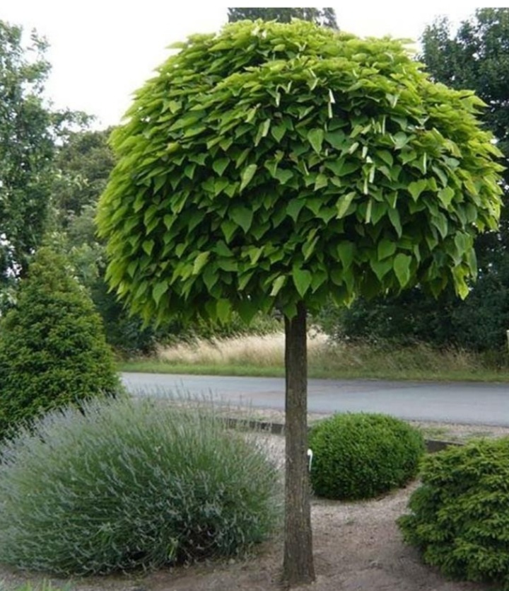 Catalpa bignonioides 'Nana'/ Gömbszivarfa - Image 2