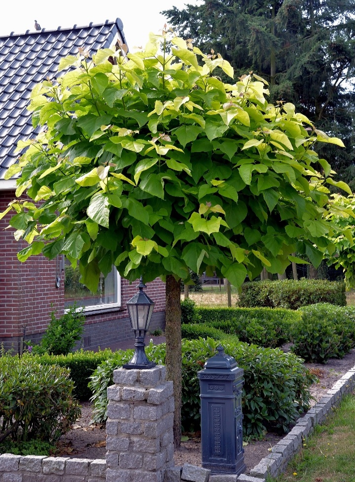 Catalpa bignonioides 'Nana'/ Gömbszivarfa