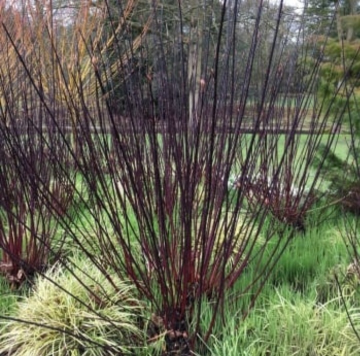 Cornus alba 'Kesselringii'/ Feketevesszejű fehér som - 2. kép