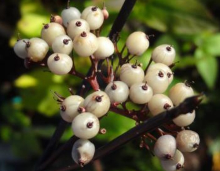 Cornus alba 'Kesselringii'/ Feketevesszejű fehér som - 3. kép