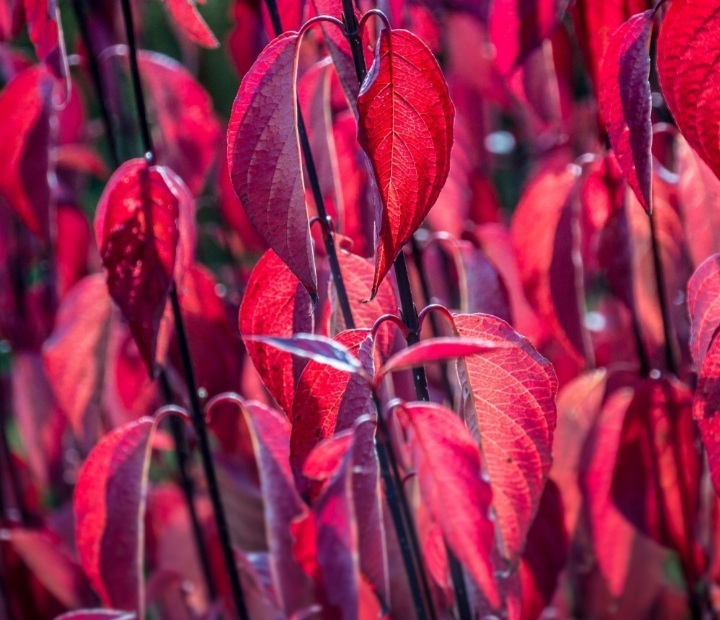 Cornus alba 'Kesselringii'/ Feketevesszejű fehér som