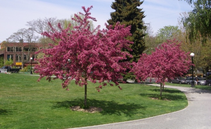 Crataegus laevigata 'Paul's Scarlet'/ Ciklámen virágú díszgalagonya - Image 2