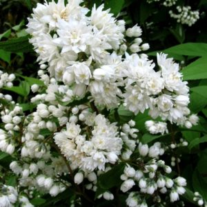 Deutzia scabra 'Candidissima'/ Fehérvirágú gyöngyvirágcserje
