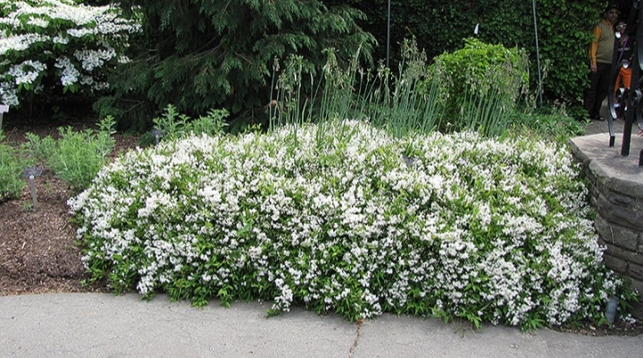 Deutzia gracilis 'Nikko'/ Törpe gyöngyvirágcserje - Image 2