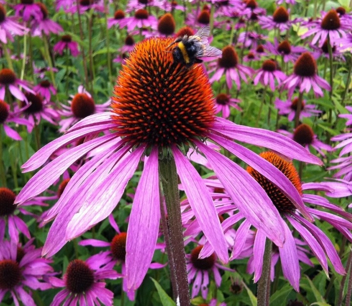 Echinacea purpurea 'Baby Swan Pink'/ Törpe bíbor kasvirág, rózsaszín