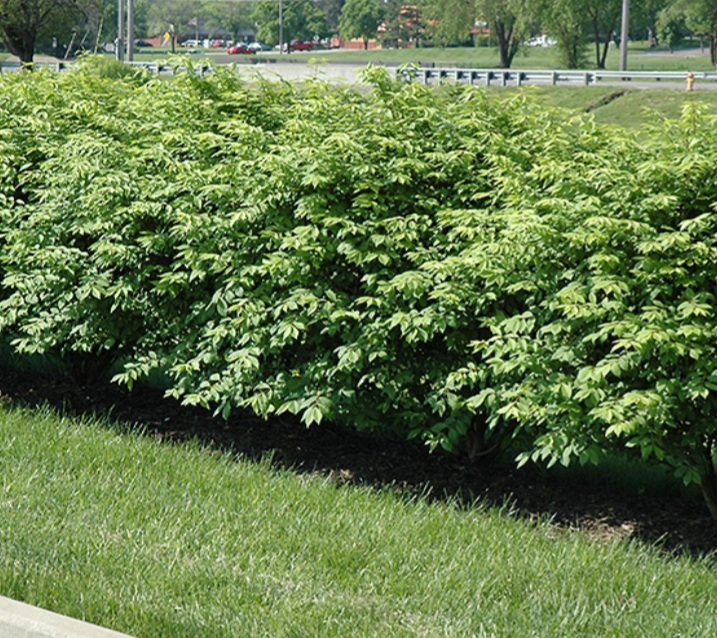 Euonymus alatus 'Compactus'/ Törpe szárnyas kecskerágó - Image 3