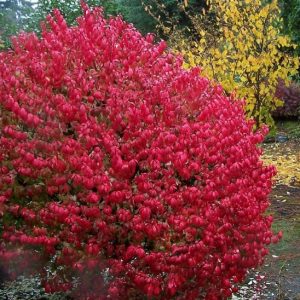 Euonymus alatus 'Compactus'/ Törpe szárnyas kecskerágó