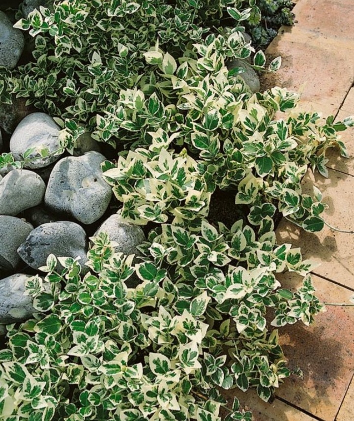 Euonymus fortunei 'Emerald'n Gaiety'/ Fehértarka kúszó kecskerágó - Image 2