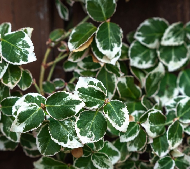 Euonymus fortunei 'Emerald'n Gaiety'/ Fehértarka kúszó kecskerágó