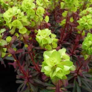 Euphorbia amygdaloides 'Purpurea'/ Erdei kutyatej