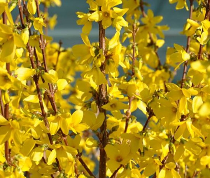 Forsythia intermedia 'Lynwood'/ Aranycserje
