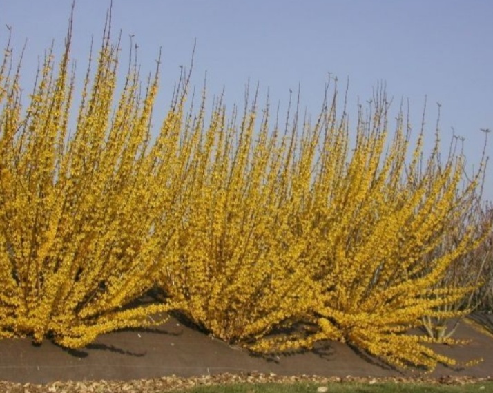 Forsythia intermedia 'Lynwood'/ Aranycserje - Image 2