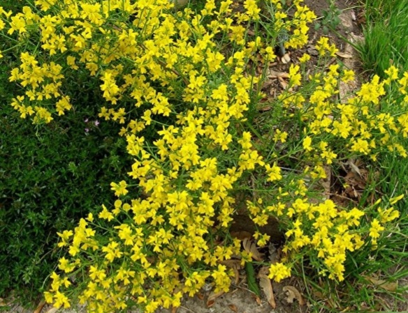 Genista 'Lydia'/ Lapickás rekettye
