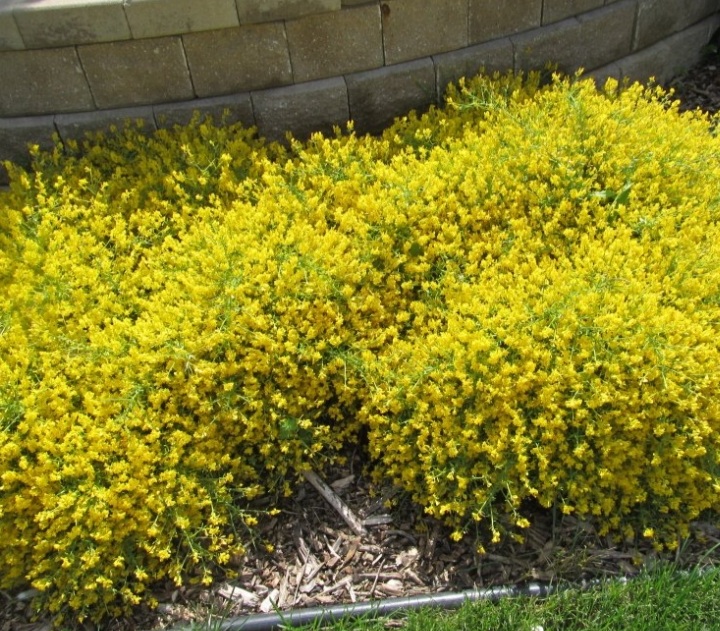 Genista 'Lydia'/ Lapickás rekettye - Image 2