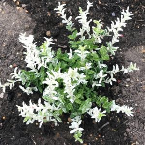 Euonymus fortunei 'Harlequin'/ Törpe kecskerágó