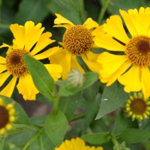 Helenium autumnale 'Mariachi Sombrero'/ Napfényvirág, aranysárga