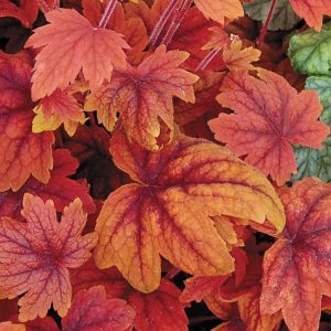 Heuchera hybrid 'Sweet Tea'/ Tűzeső (Tűzgyöngyvirág)