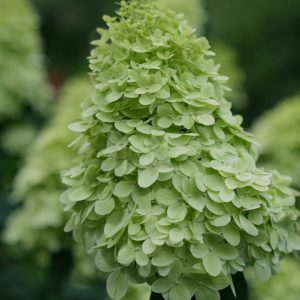 Hidrangea paniculata 'Limelight'/ Bugás hortenzia, lime