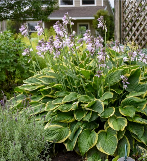 Hosta fortunei 'Aureomarginata'/ Árnyékliliom