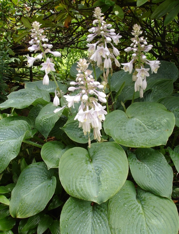 Hosta sieboldiana 'Elegans'/ Árnyékliliom