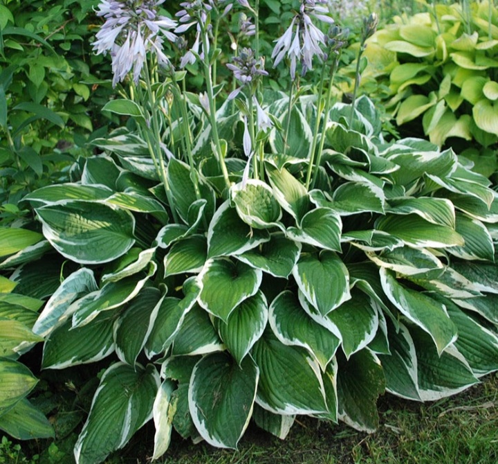 Hosta fortunei 'Francee'/ Árnyékliliom