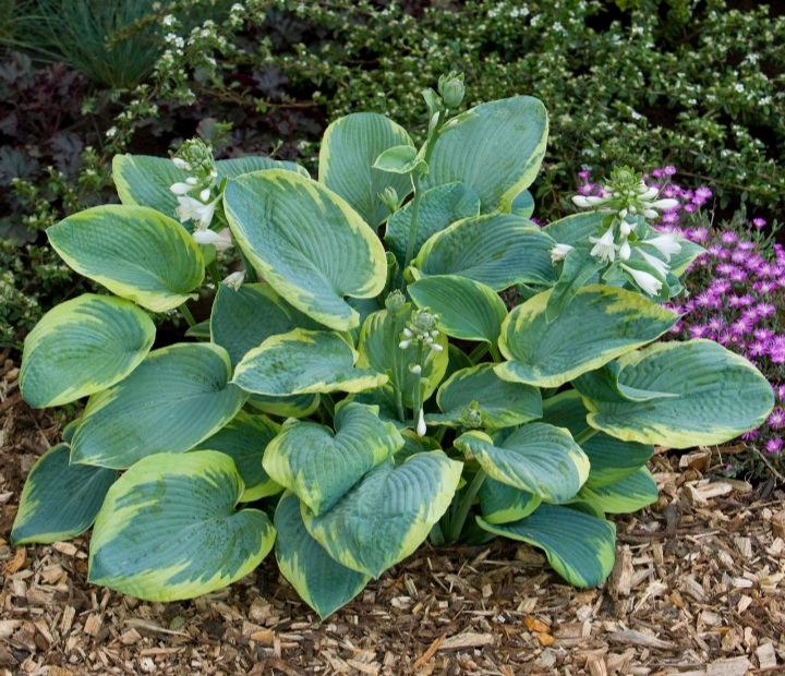 Hosta sieboldiana 'Frances Williams'/ Árnyékliliom