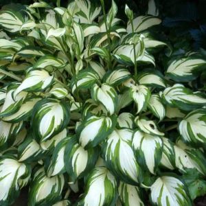 Hosta undulata 'Mediovariegata'/Árnyékliliom