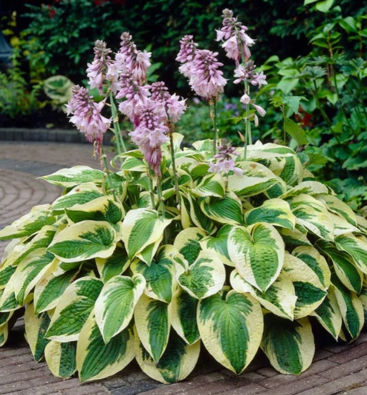 Hosta 'Wide Brim'/Árnyékliliom