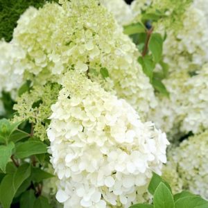 Hydrangea paniculata 'Silver Dollar'/ Bugás hortenzia, krémfehér