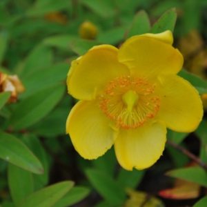 Hypericum patulum 'Hidcote'/ Orbáncfű