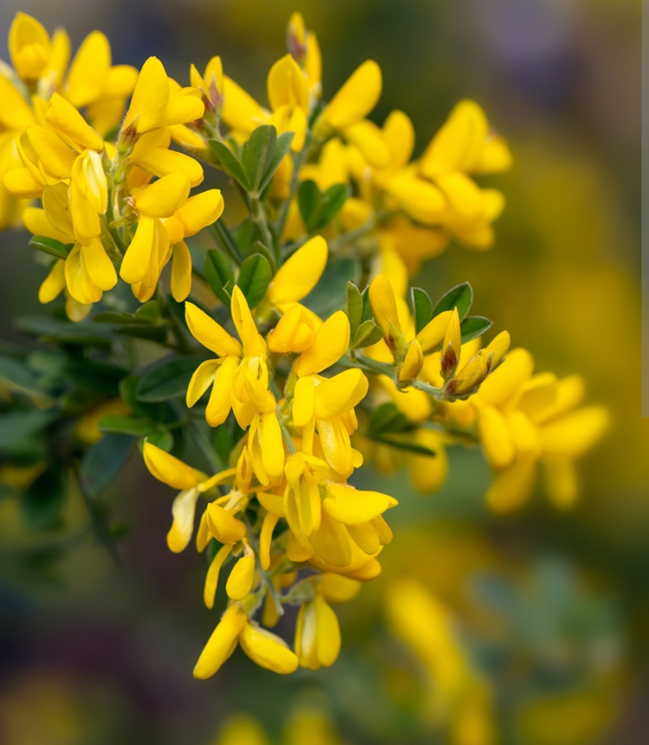 Genista 'Porlock'/ Rekettye - Image 2