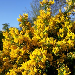 Genista 'Porlock'/ Rekettye