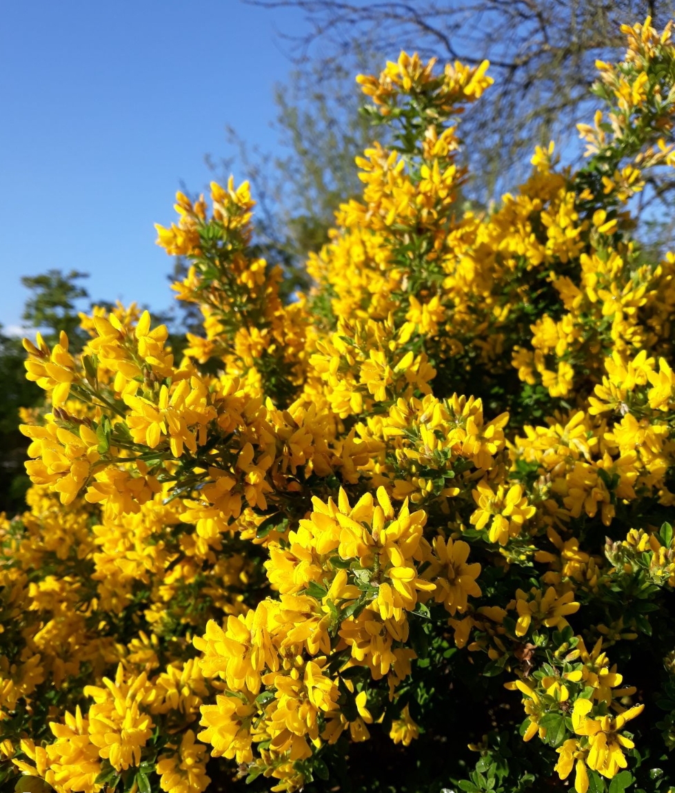 Genista 'Porlock'/ Rekettye