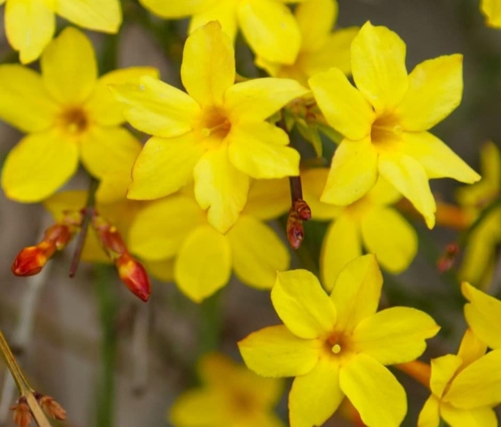 Jasminum nudiflorum/ Téli jázmin