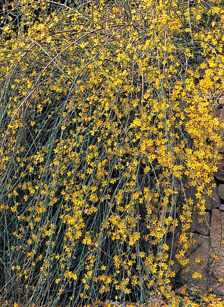 Jasminum nudiflorum/ Téli jázmin - Image 2
