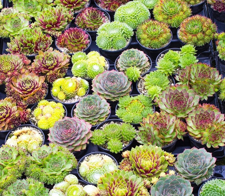 Sempervirum/ Kövirózsa mix - Image 2