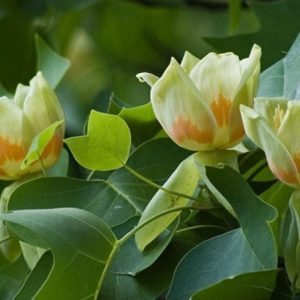 Liriodendron tulipifera/ Amerikai tulipánfa